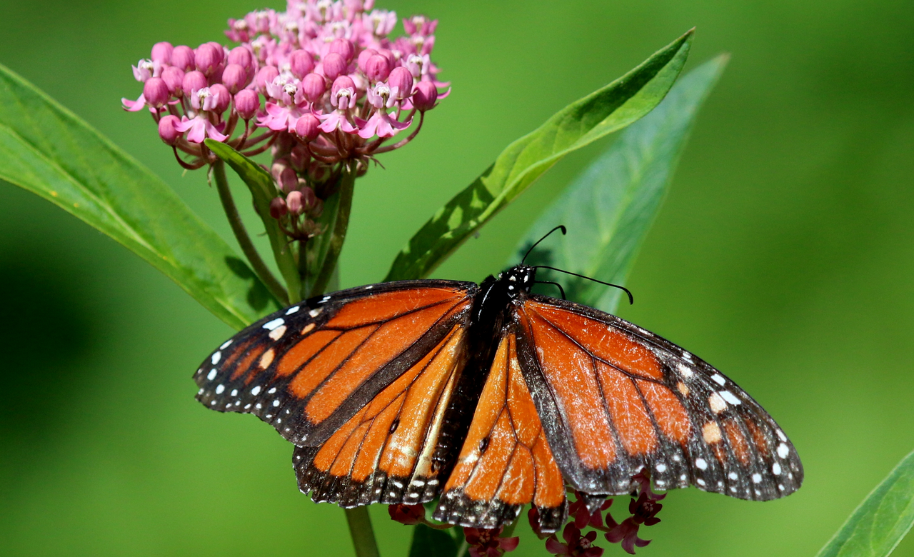 Beautiful Monarch
