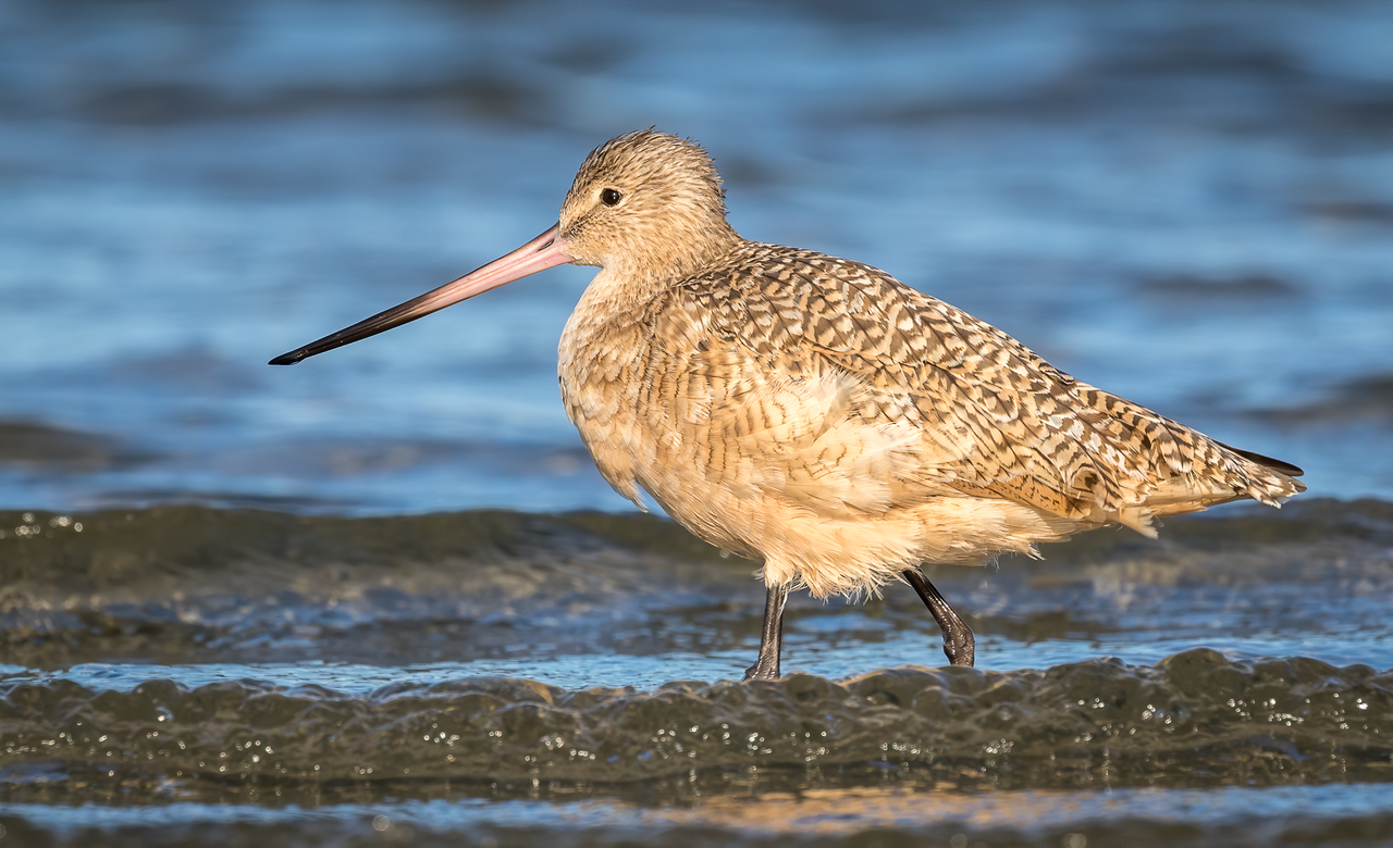 Morning Stroll - Marbled Godwit