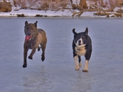 Dogs life - Canadian style