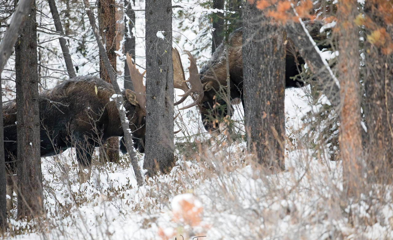 The Rut