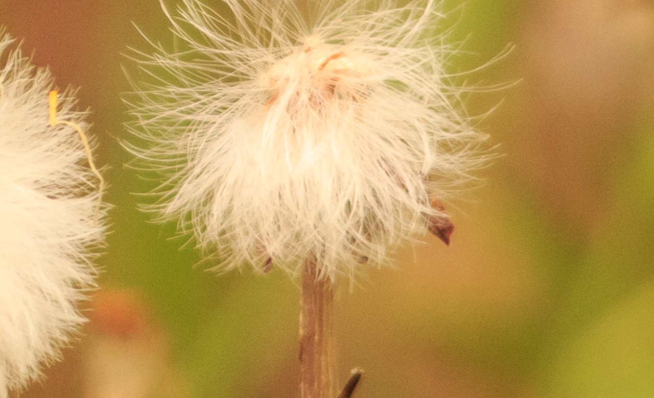 Bad Hair Day