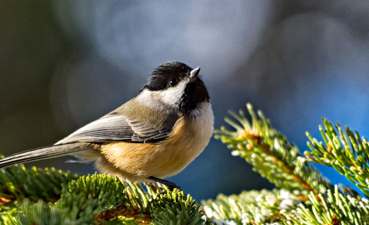 Black-Capped Chickadee