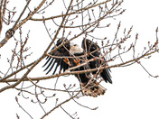 Eagle Reaches Perch 