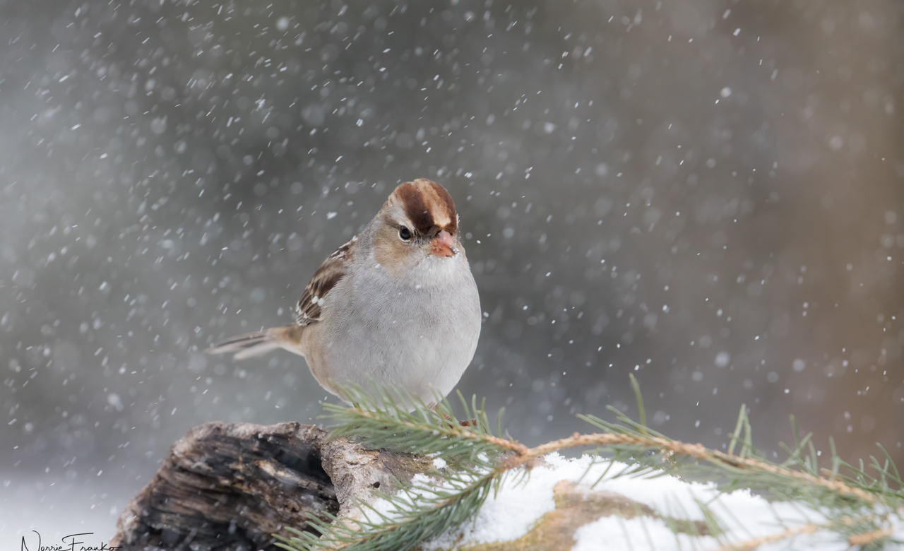 Snowy Visitor