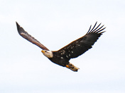 Eagle In Flight