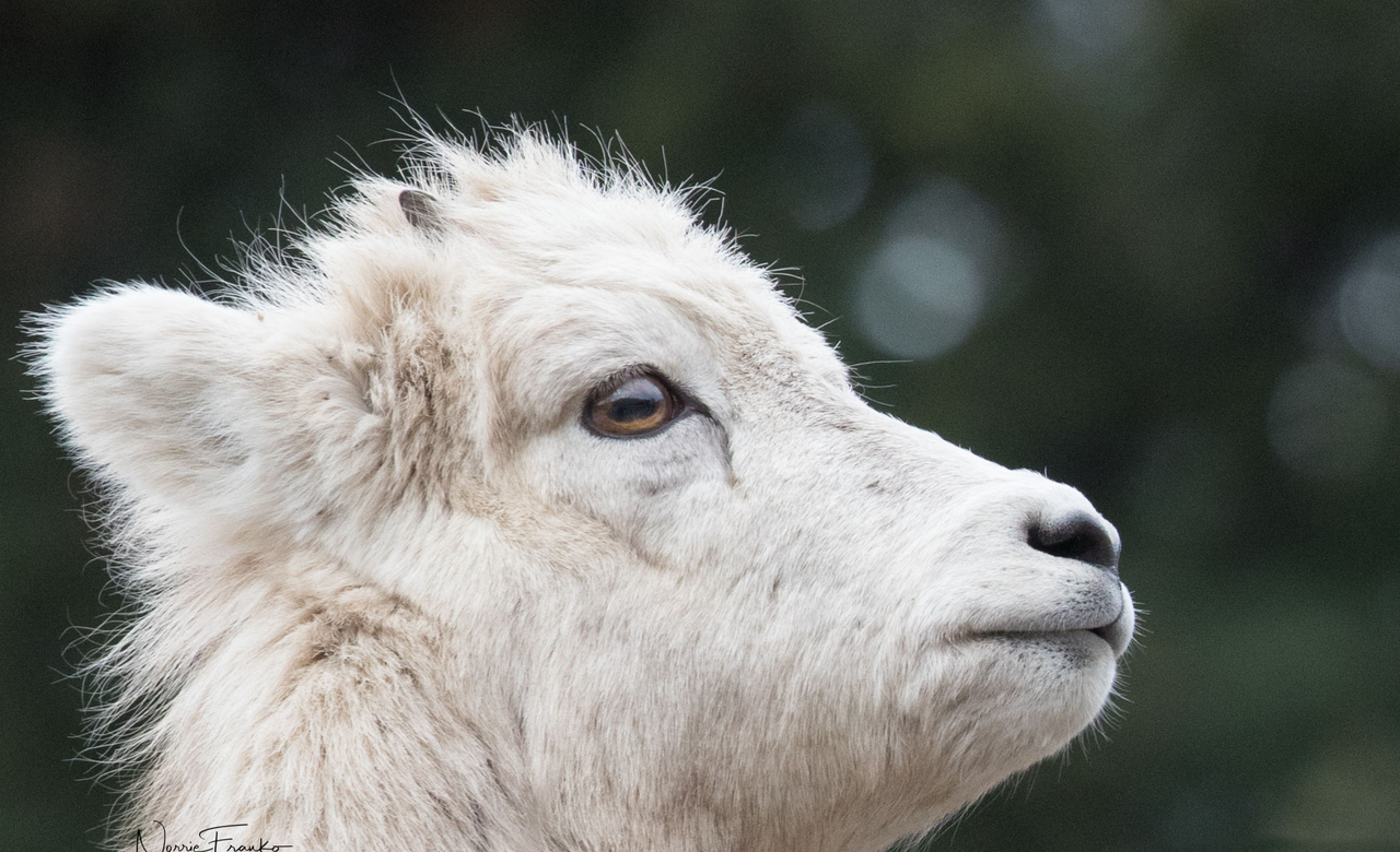 Sweet Lamb