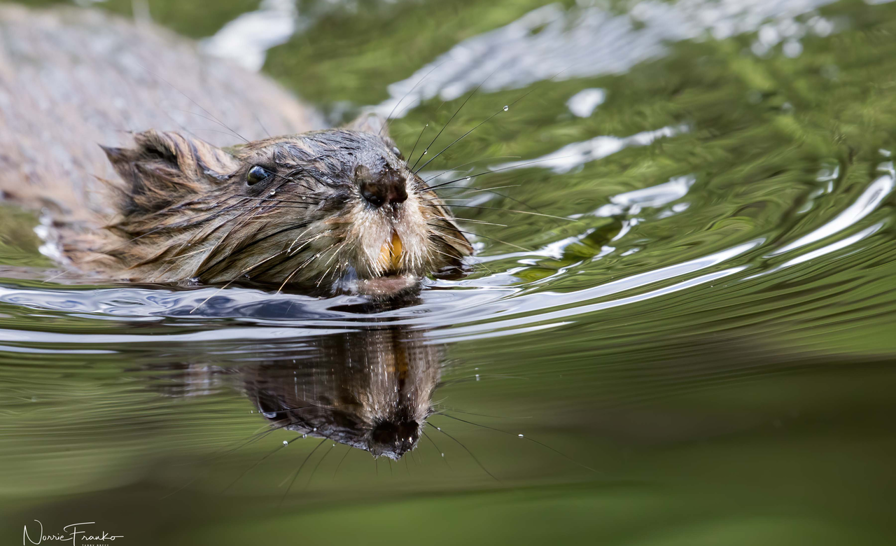 Muskrat