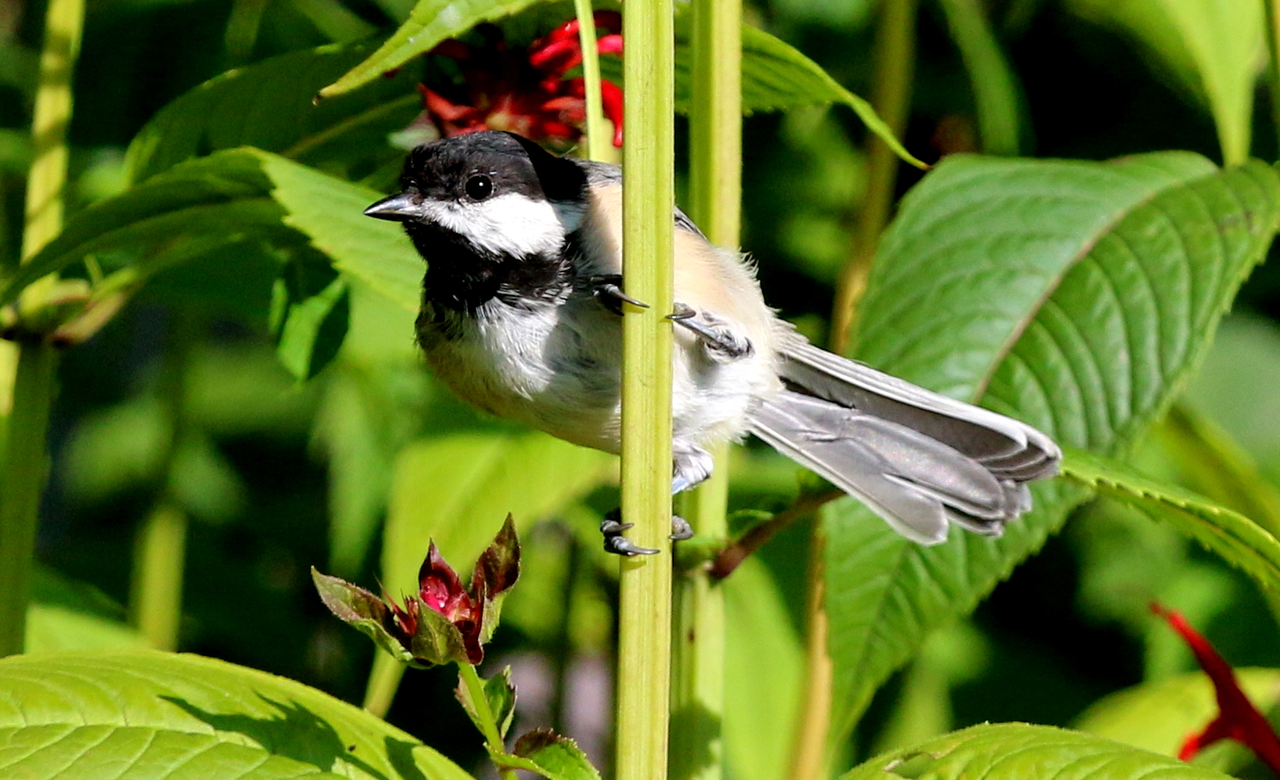 Black-capped Chickadee