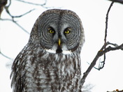 Great Grey Owl