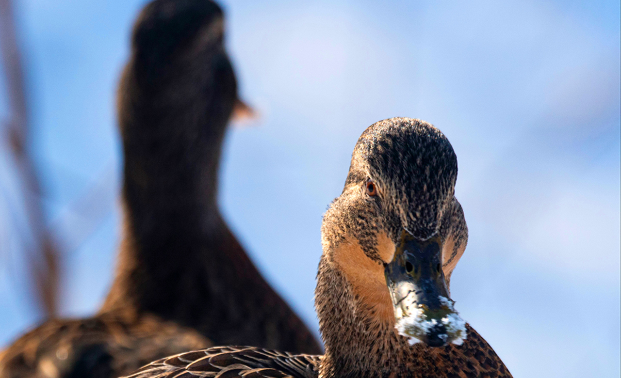 Canard colvert femelle