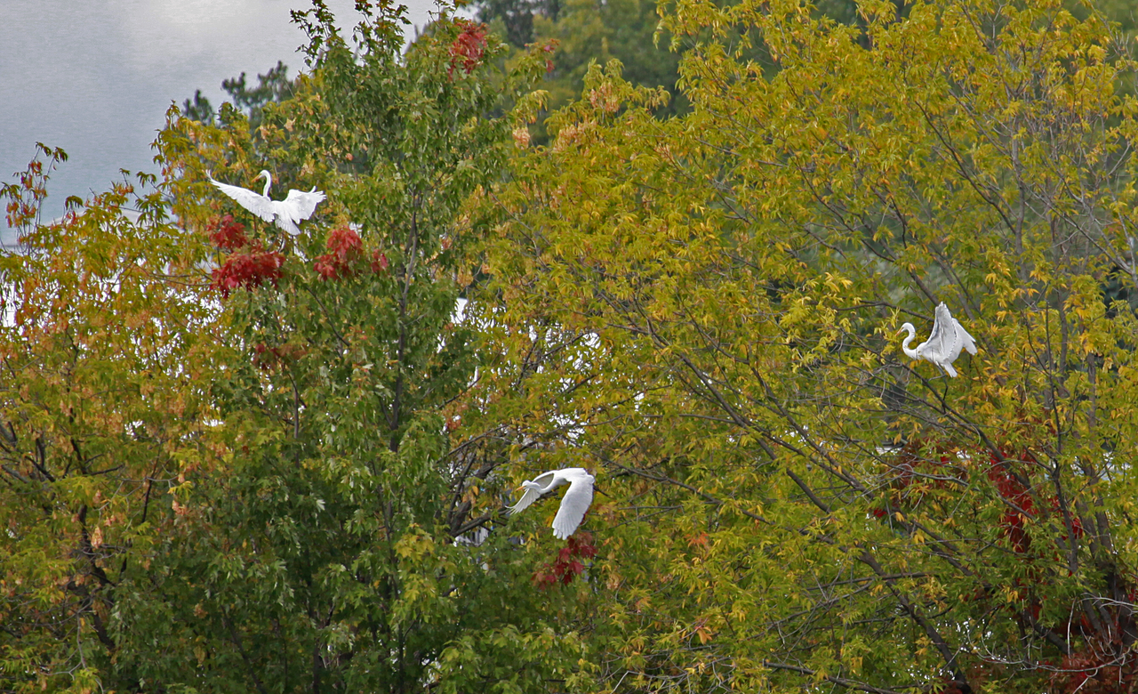 Aerial Ballet