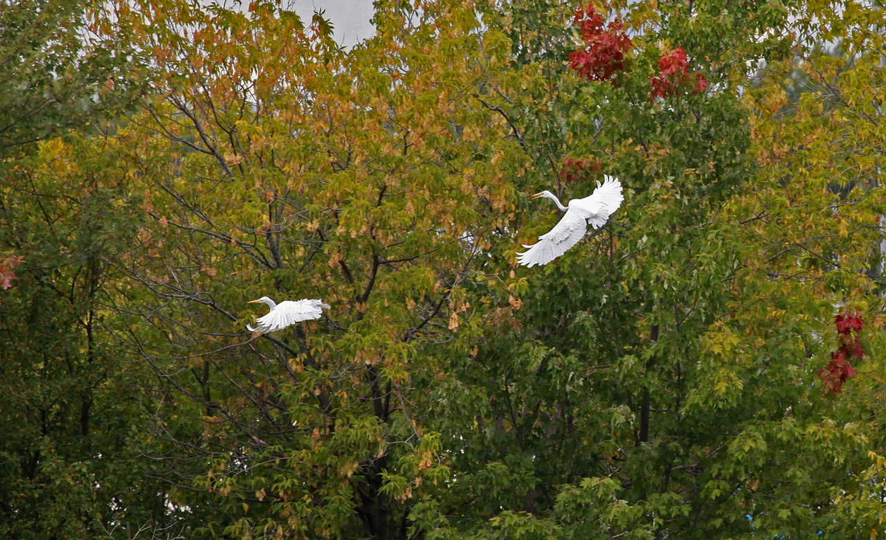 Aerial Ballet
