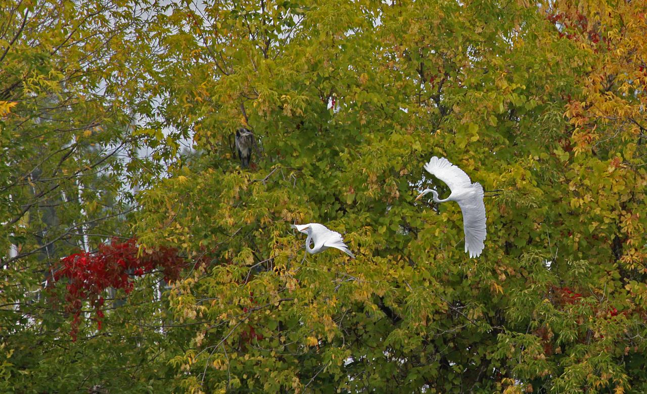 Aerial Ballet