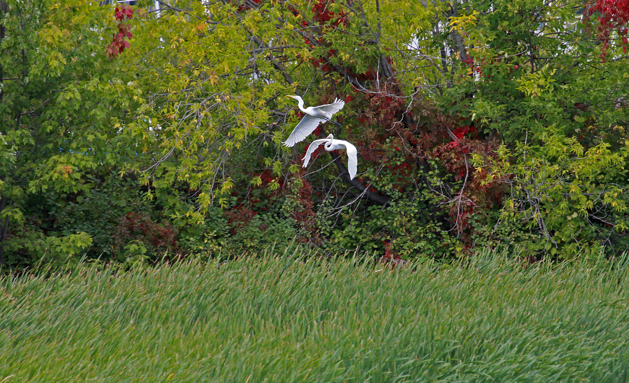 Aerial Ballet