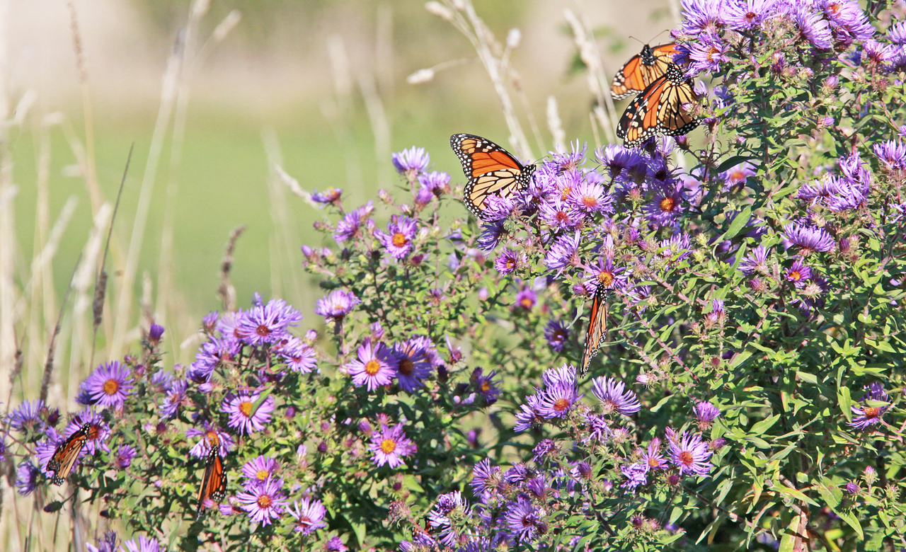 Monarchs Galore