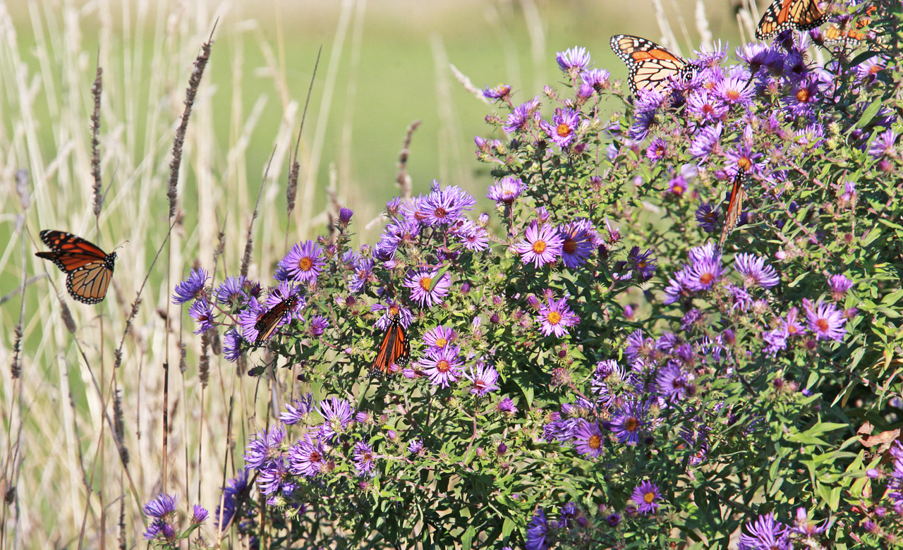 Aster Attraction