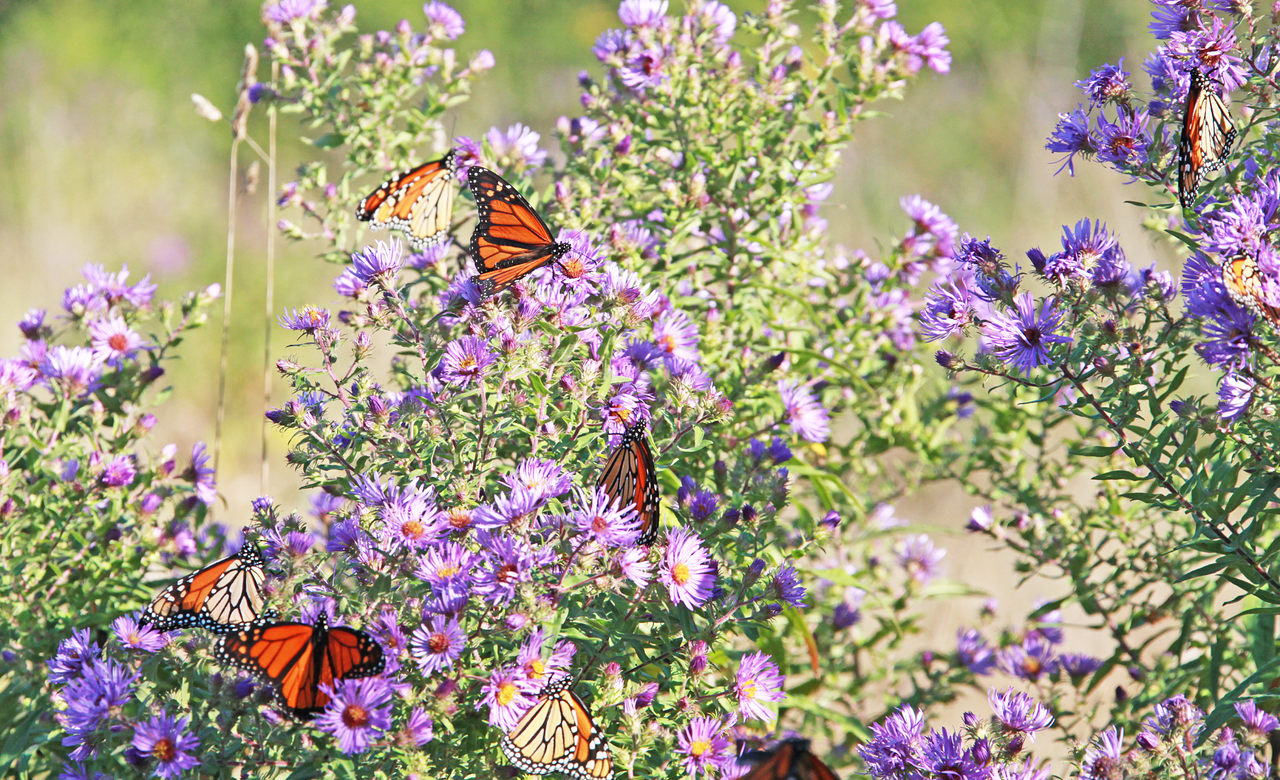 Aster Attraction