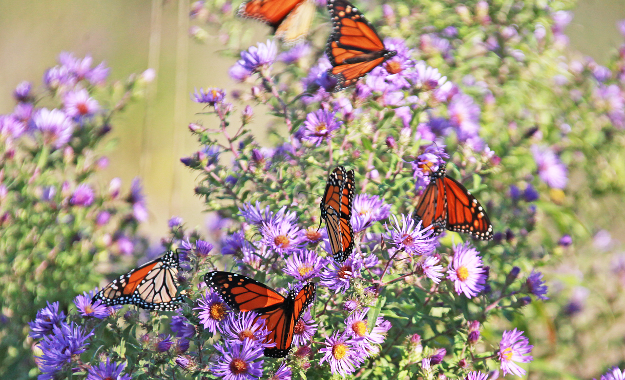 Aster Attraction