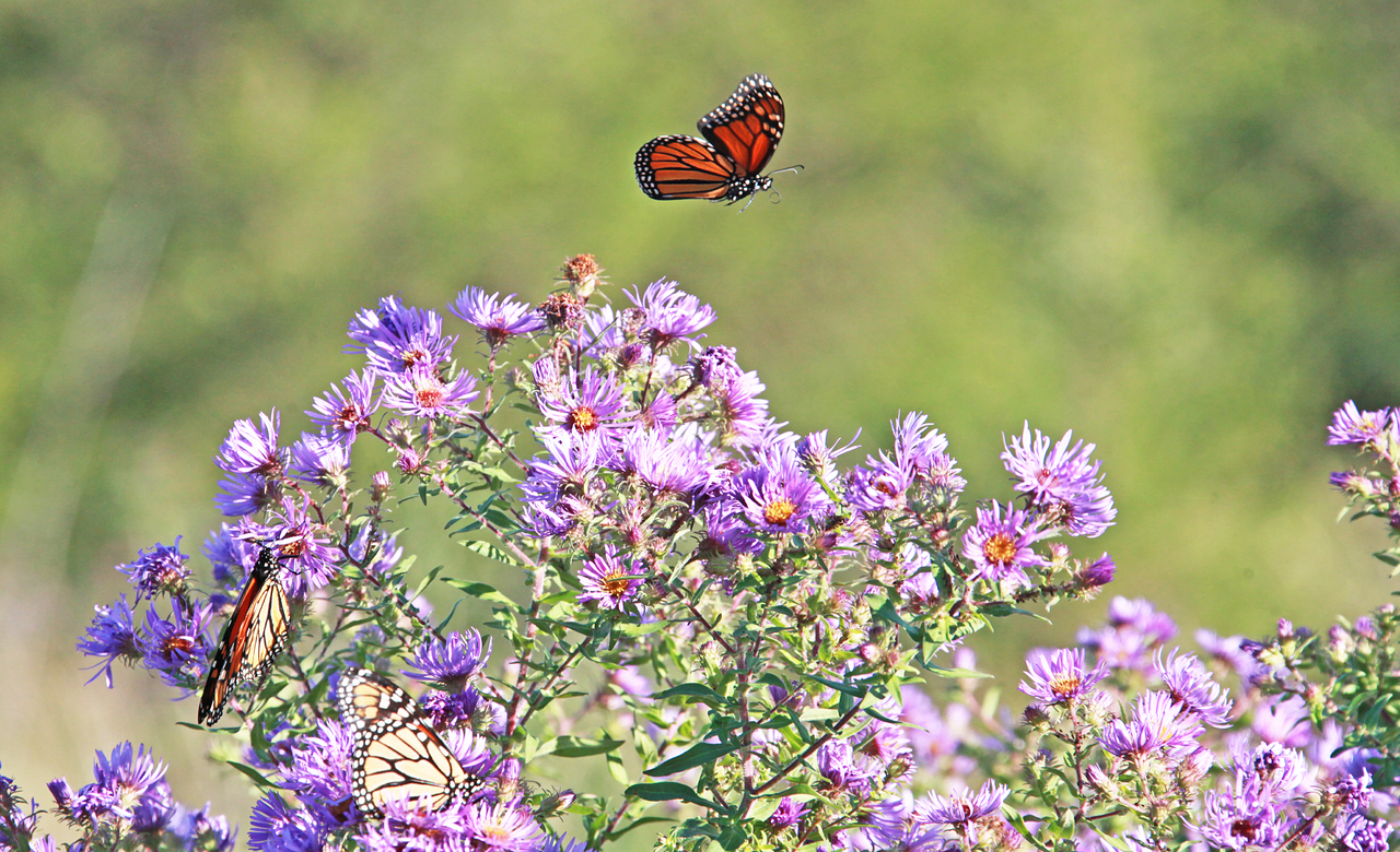 Aster Attraction