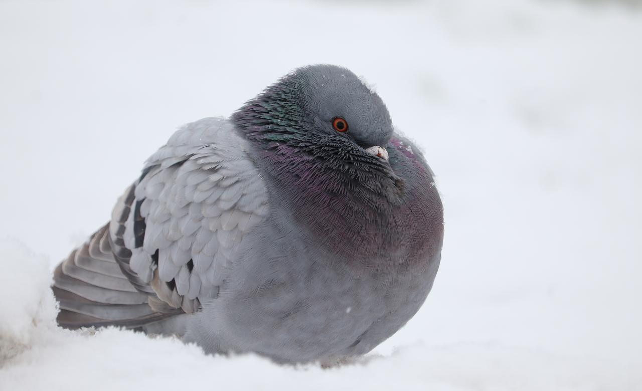Pigeon
