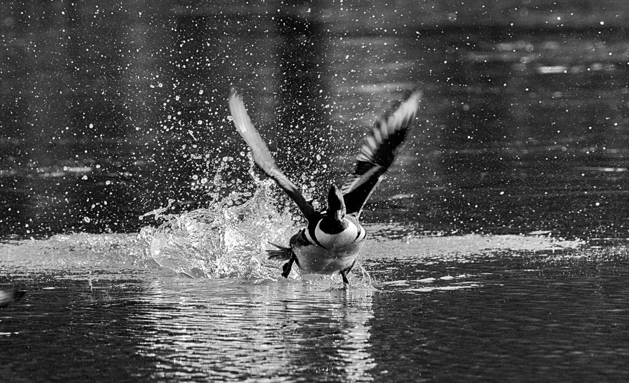 Hooded Merganser in flight