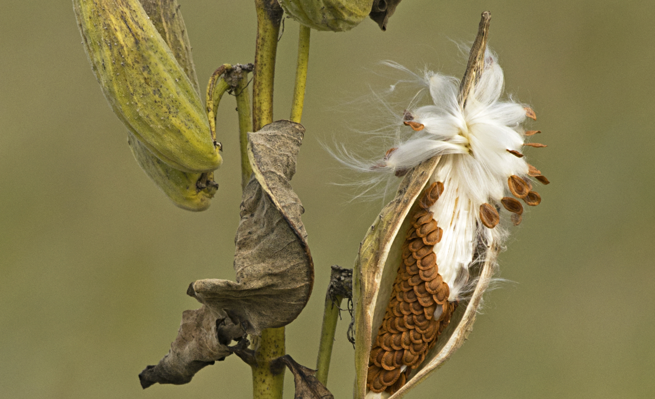 The life cycle of milkweed
