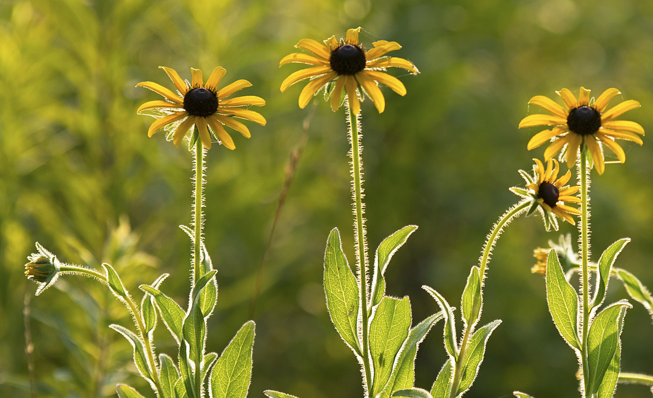 Brown eyed susans