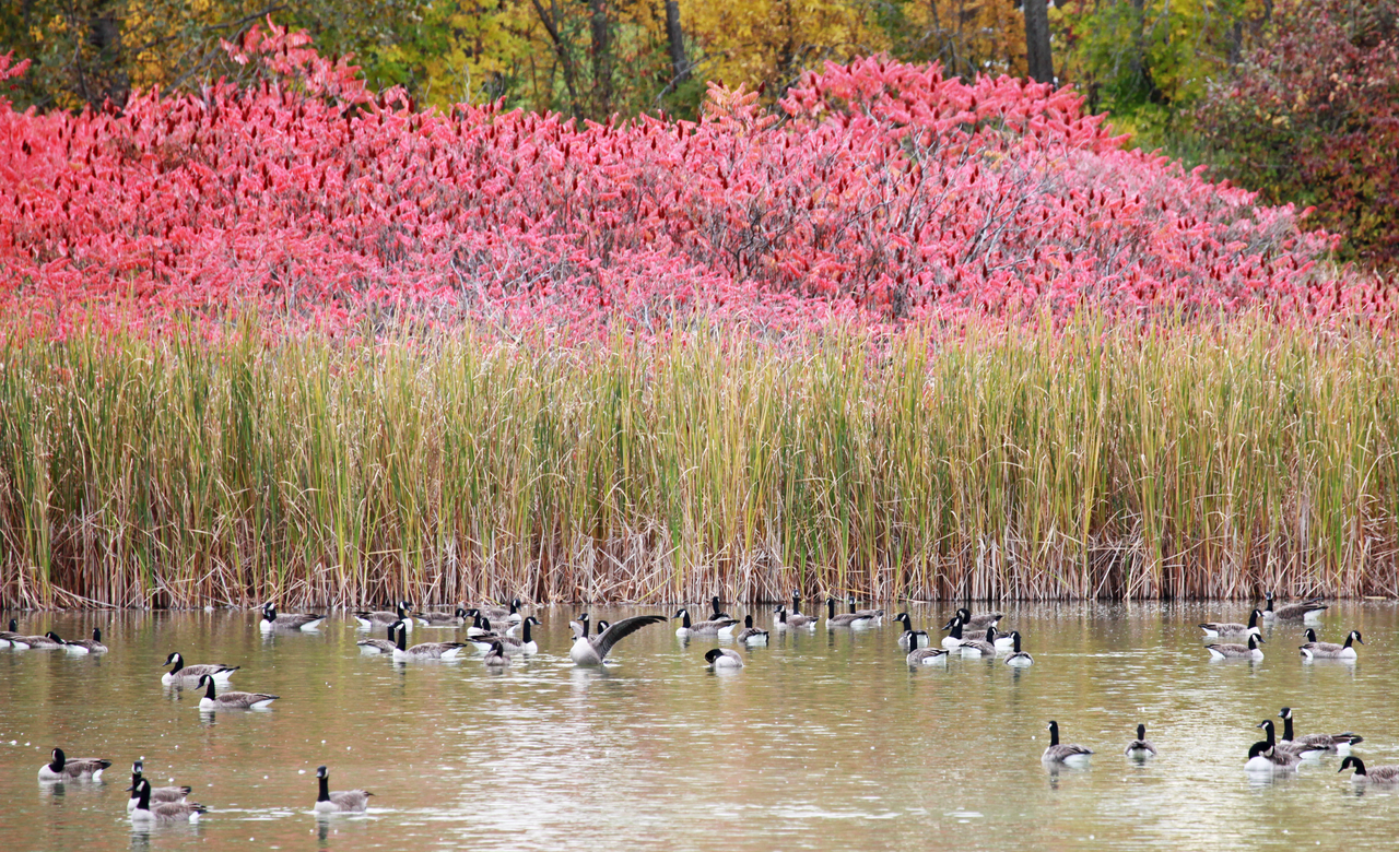 Fall Colours
