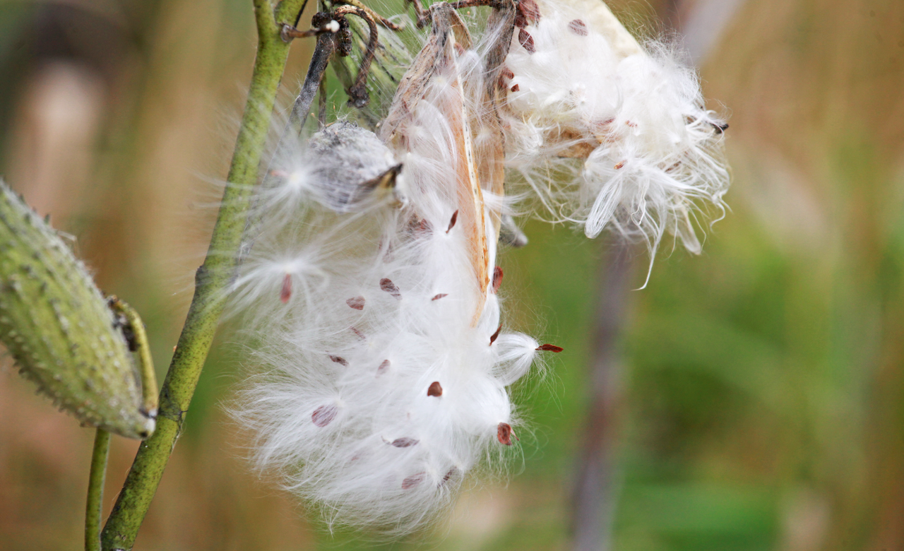 Bursting with Promise