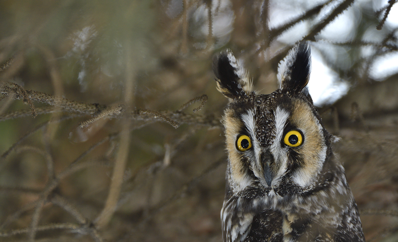 Big eyes