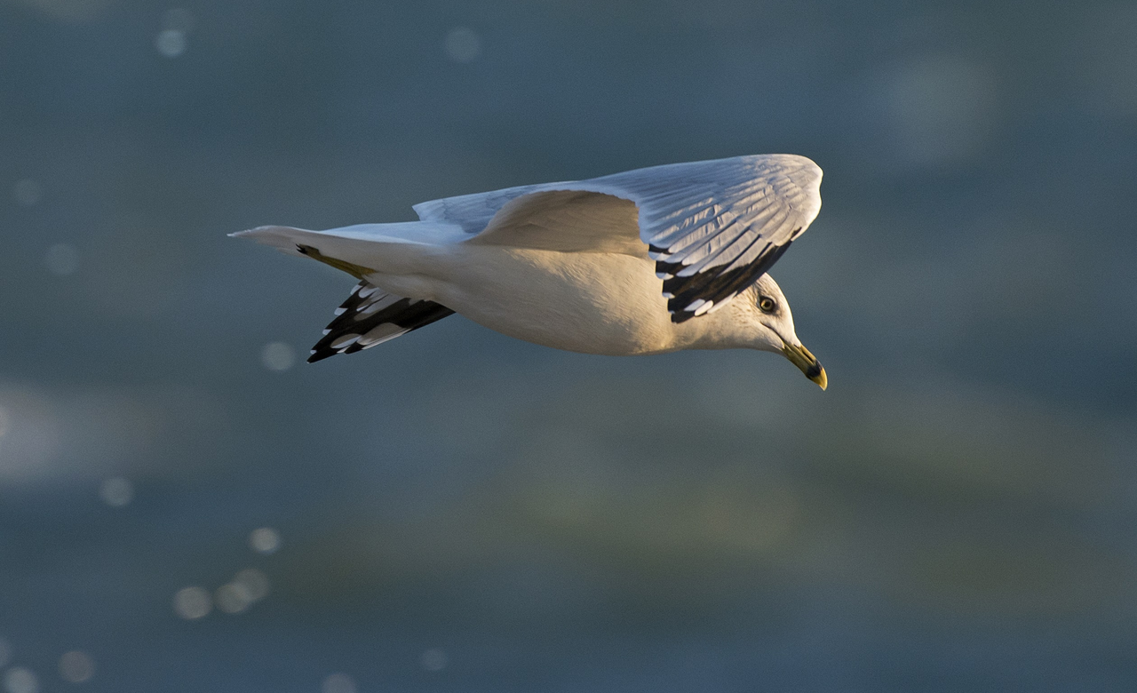 Ring billed gull