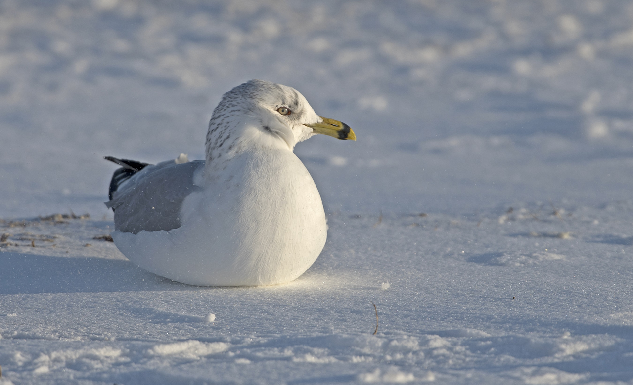 Ring billed gull