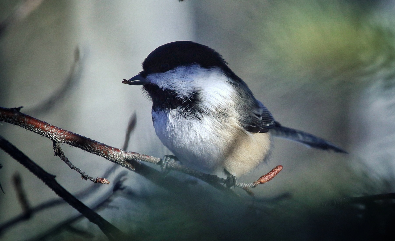 Black-Capped Chickadee