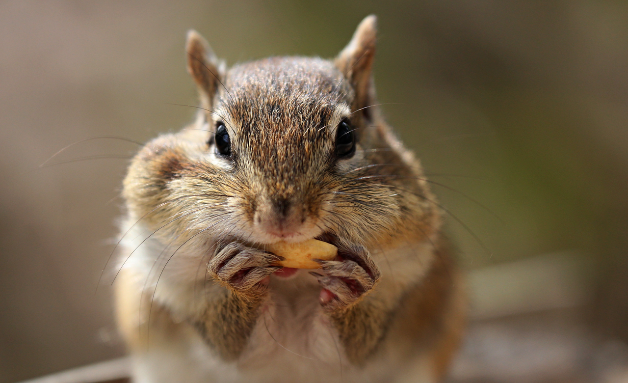 Hungry Chipmunk