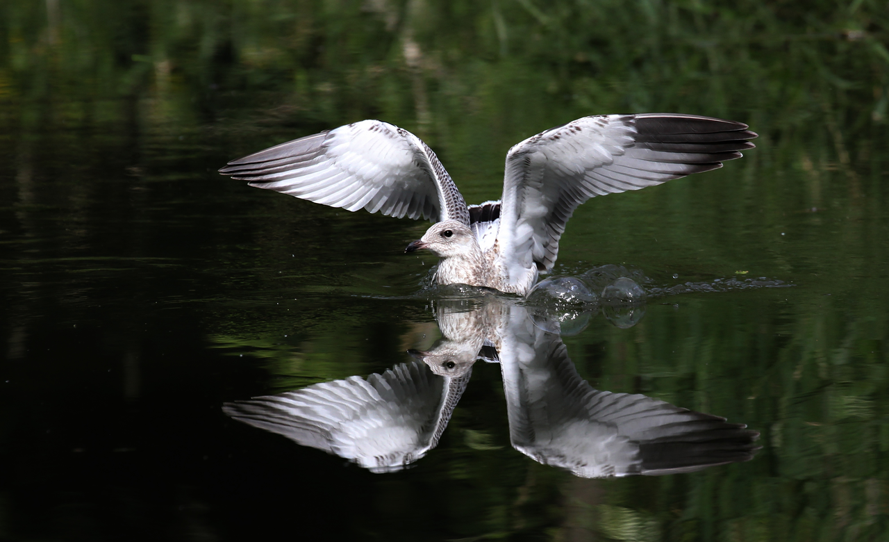 Ring-Billed Gull