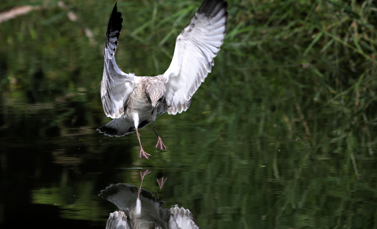 Landing Gear Down