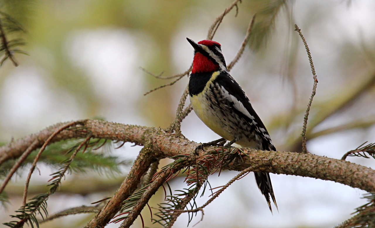 Male Yellow Bellied Sapsucker