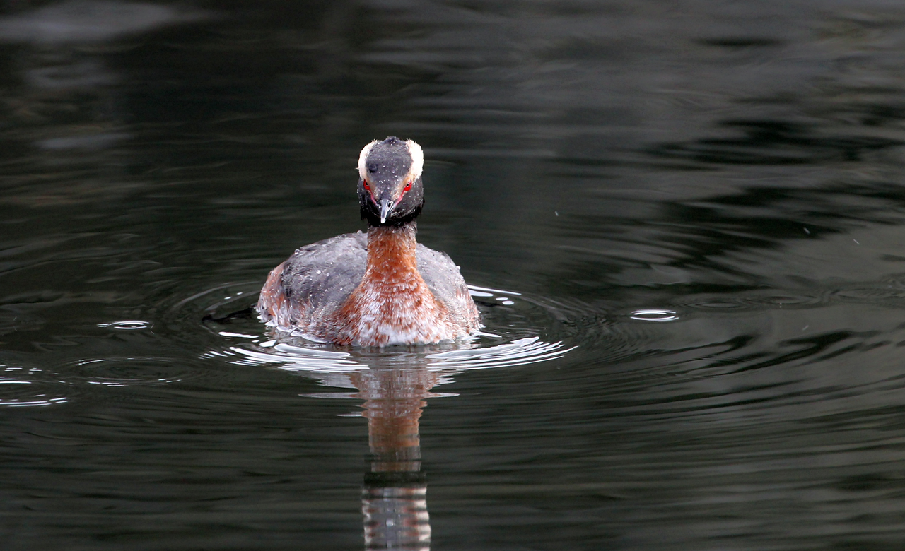 Horned Grebe swimming in the Harbor