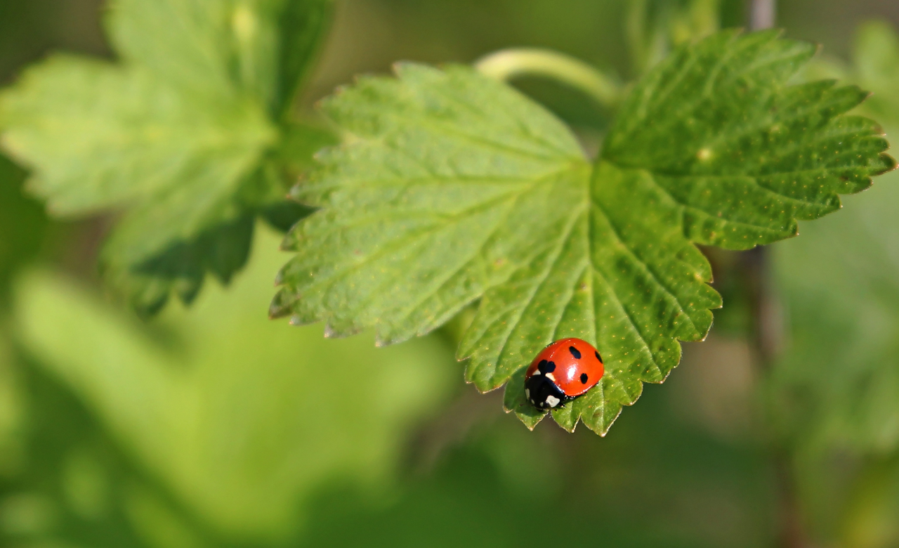 Lady Bug
