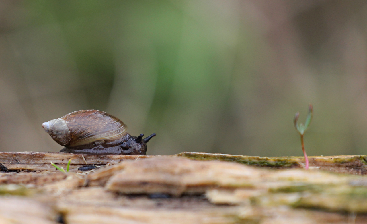 Snail Mail