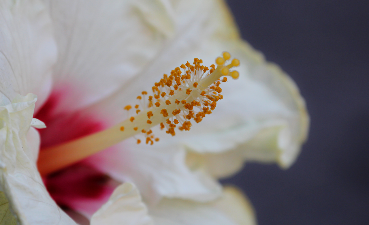Hibiscus