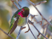 Anna's Hummingbird at -8 celsius