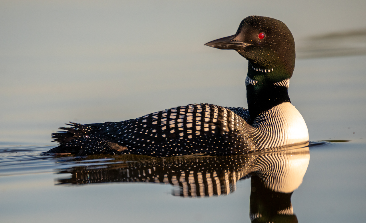 Common Loon