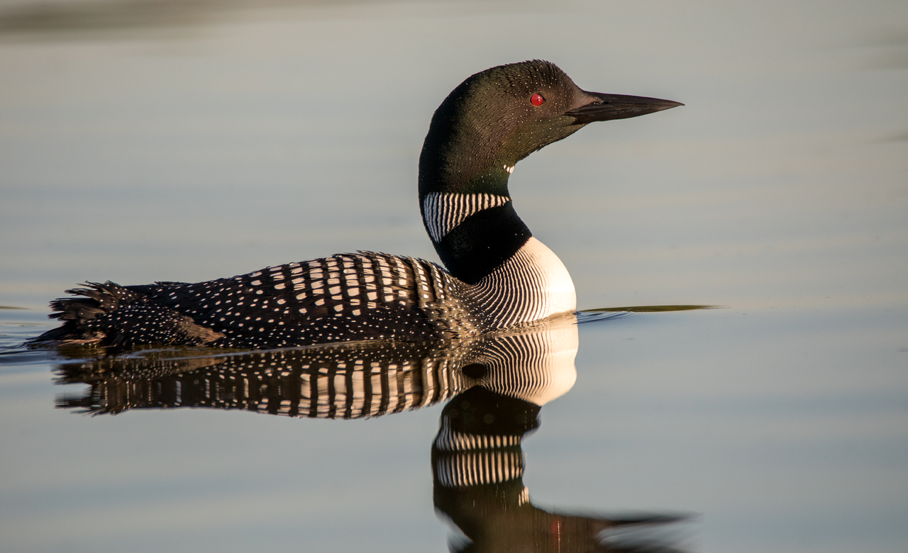 Common Loon