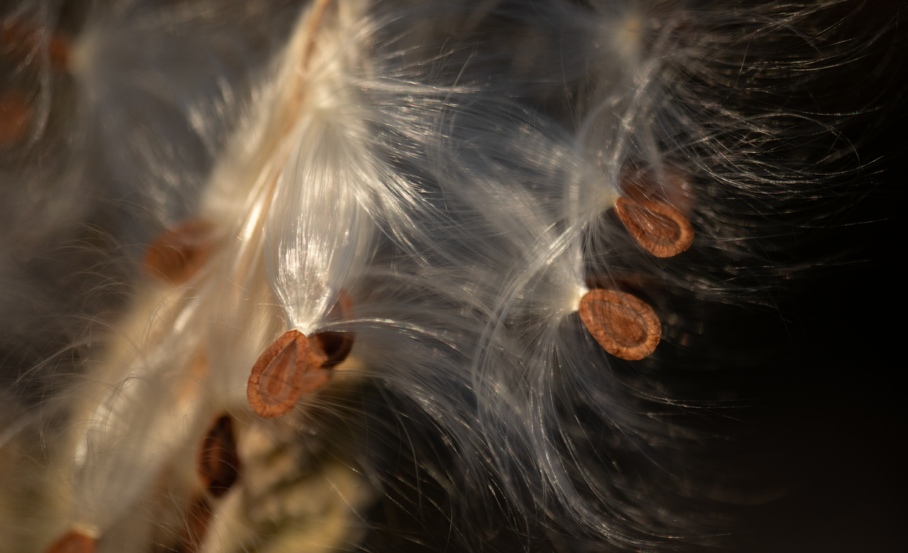 Milkweed seeds
