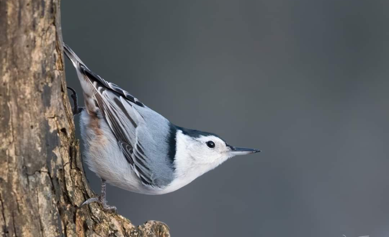 Feathered Friend
