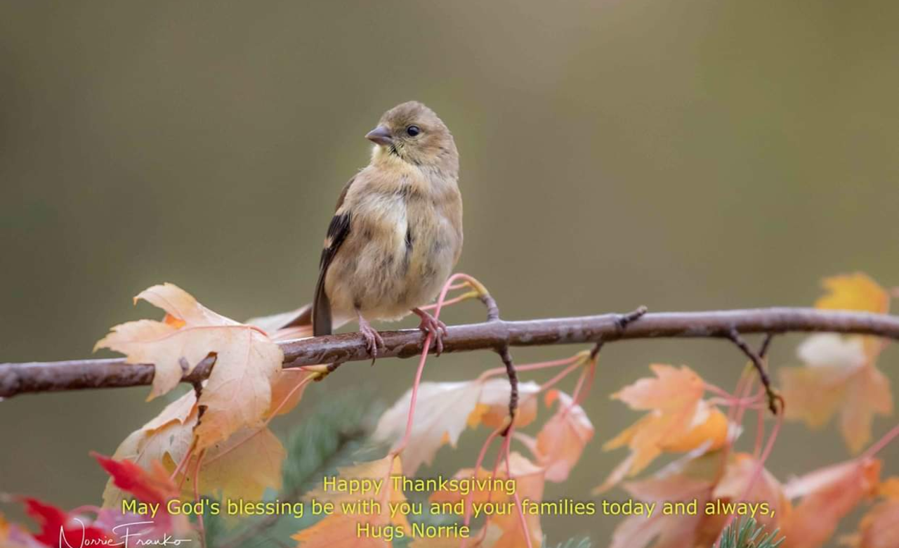 Feathered Friend