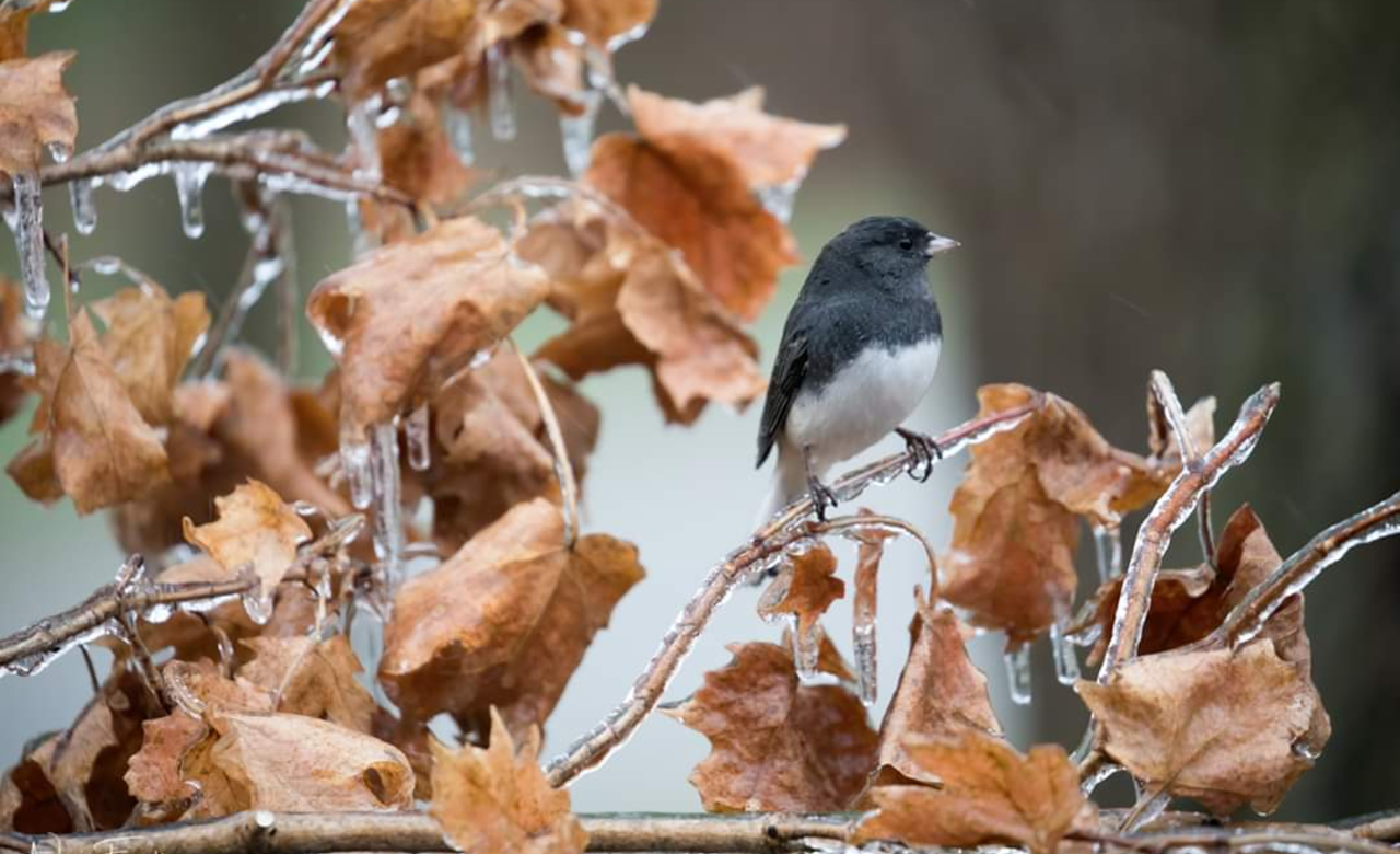 Icy morning delight