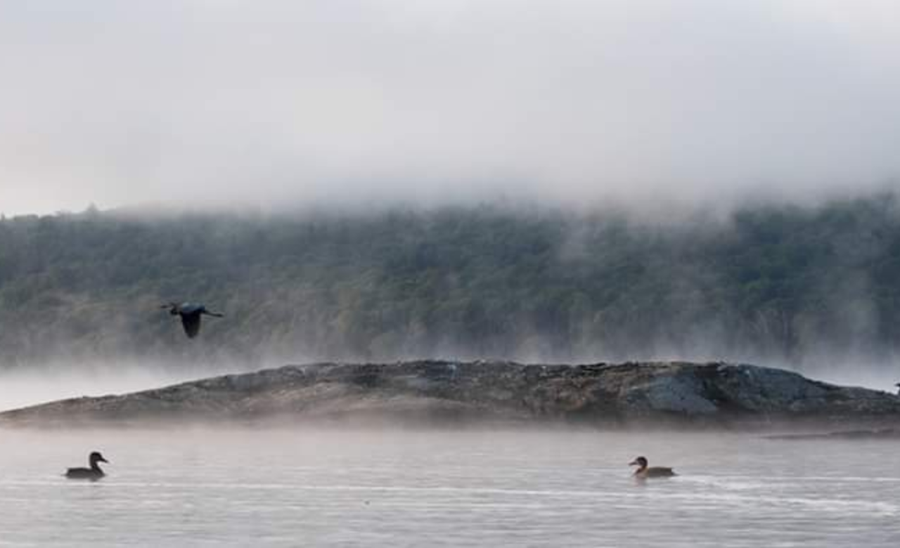 Misty Algonquin Morning