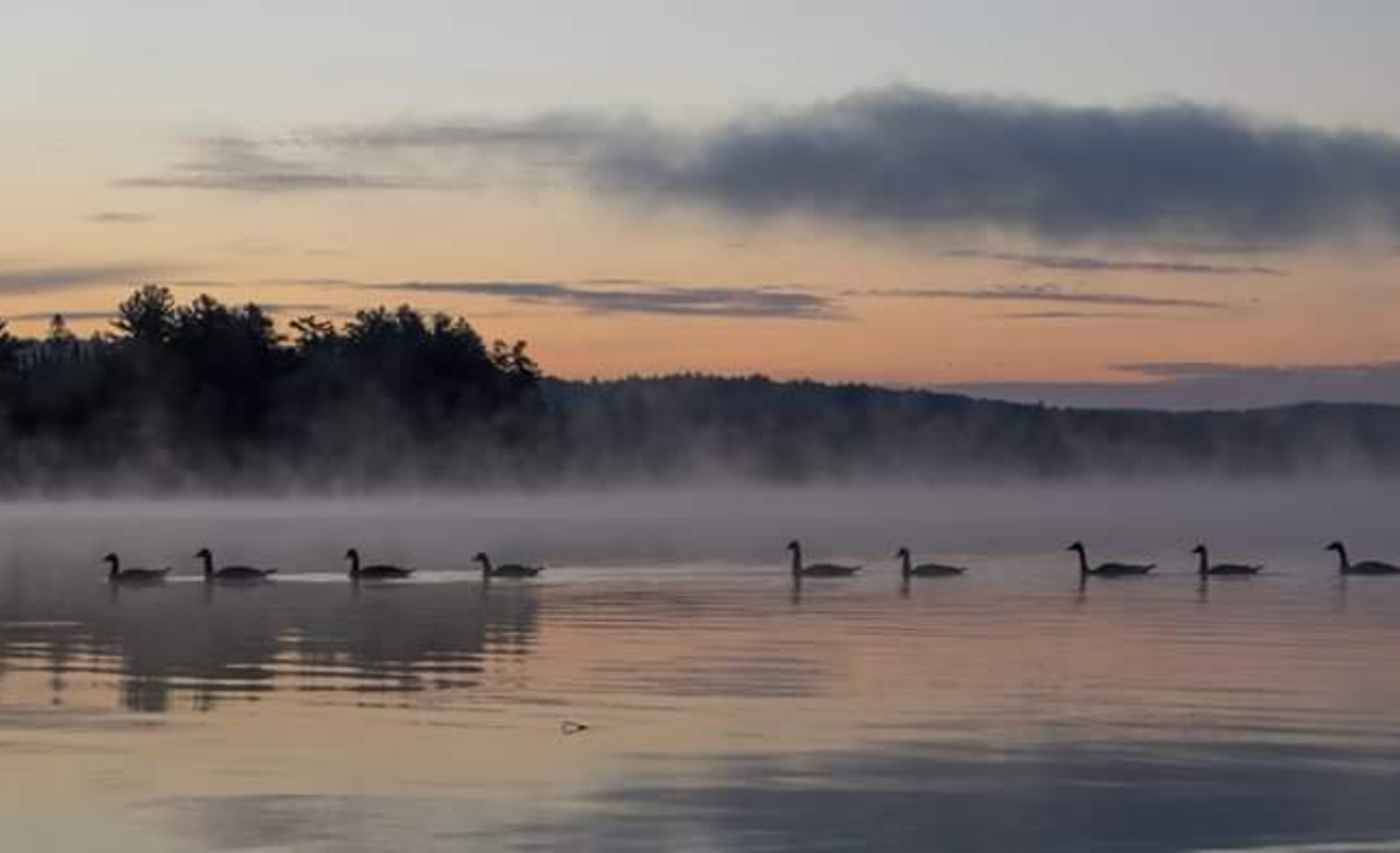 Misty Algonquin Morning